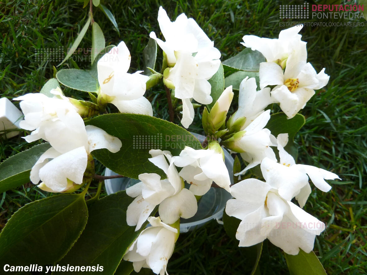 Camelia yuhsienensis