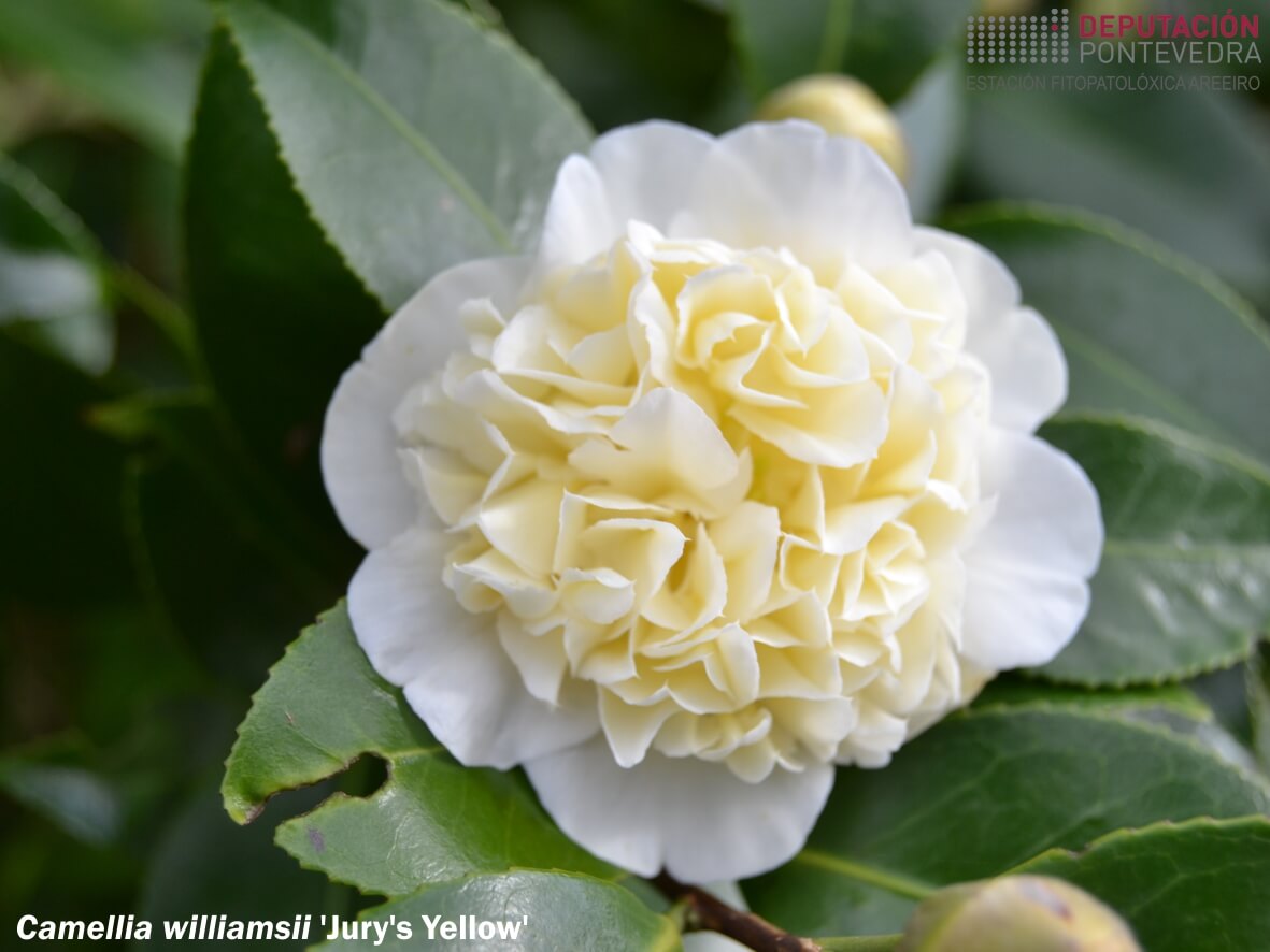 Camelia williamsii 'Jury's Yellow'