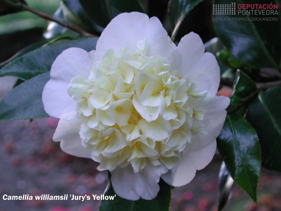 Camelia williamsii 'Jury's Yellow'