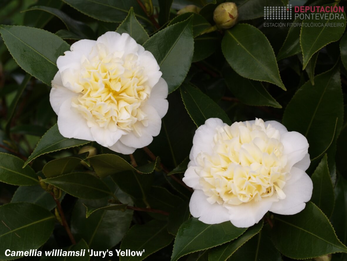 Camelia williamsii 'Jury's Yellow'