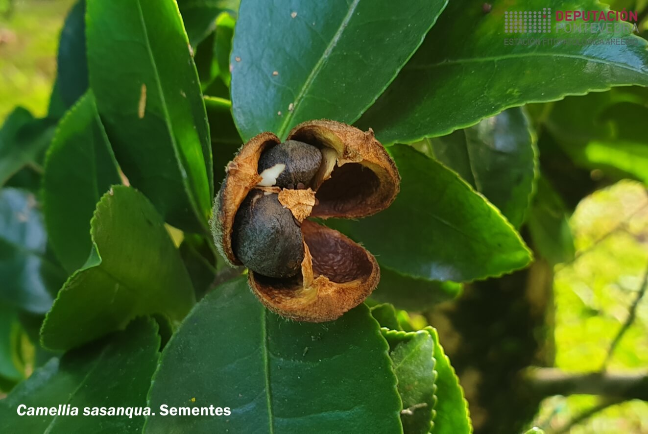 Camelia sasanqua