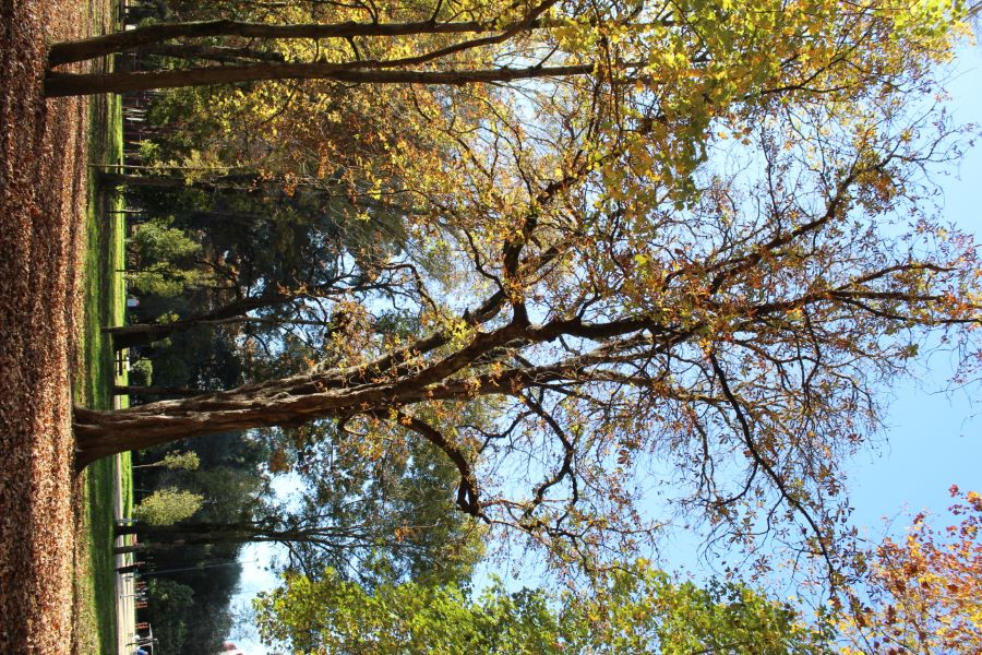 Castiñeiro de Indias do parque de Castrelos