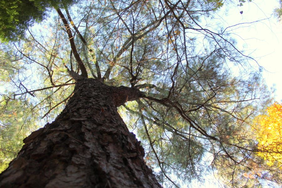 Piñeiro de Montezuma do viveiro central de Areas