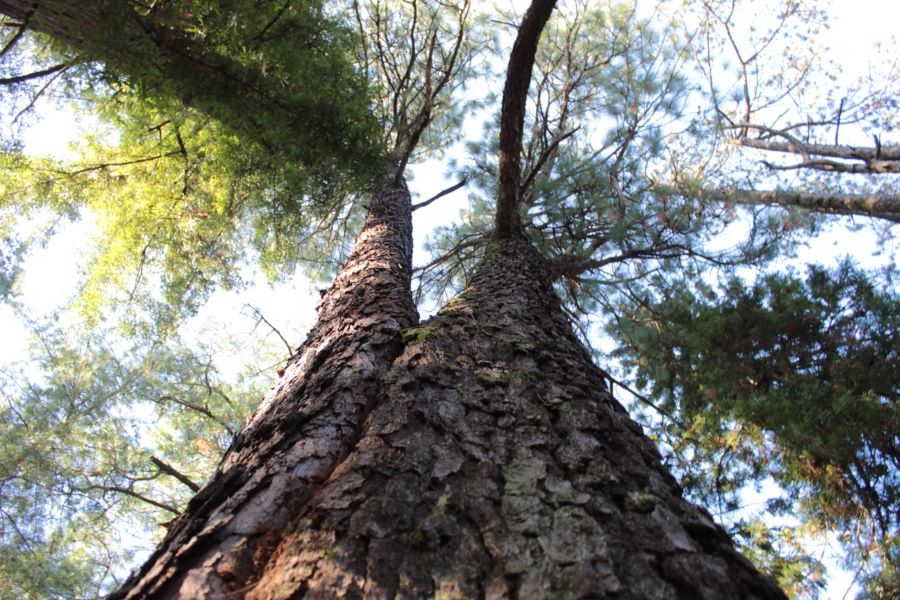 Piñeiro de folla longa do viveiro central de Areas