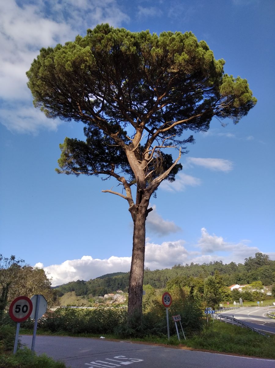 Piñeiro manso do enxeñeiro ou piñeiro manso