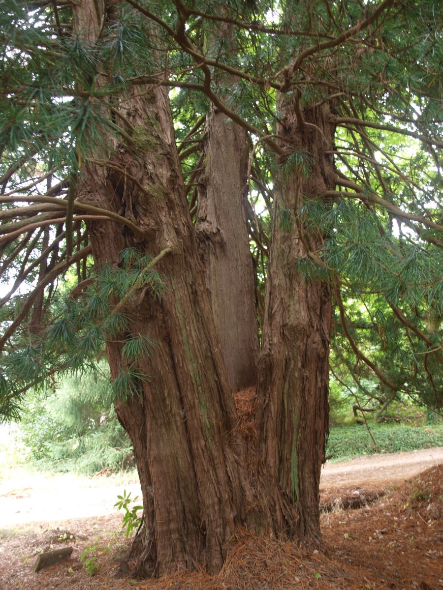 Piñeiro parasol do viveiro central de Areas