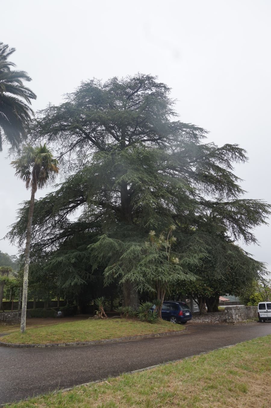 Cedro azul do pazo de Quintáns