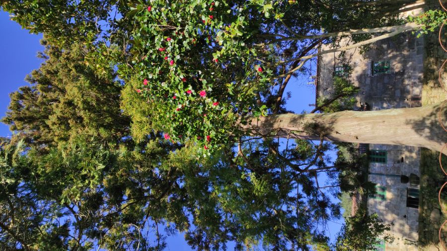 Criptomeria xaponesa do pazo de Casal Novo