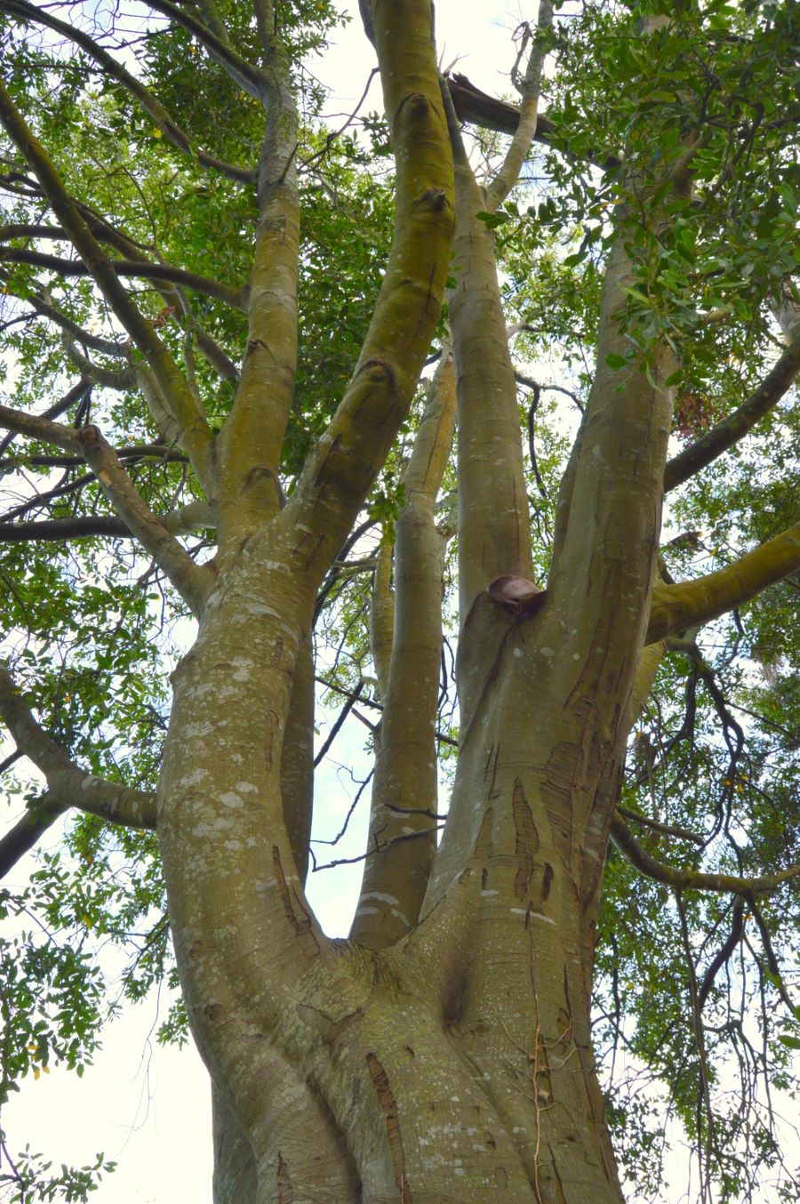 Loureiros do pazo de Fefiñáns