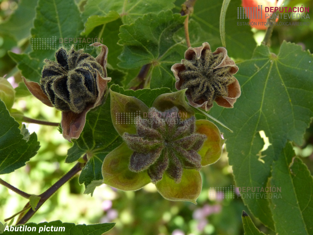 Farolito japonés (gal. abutilon)