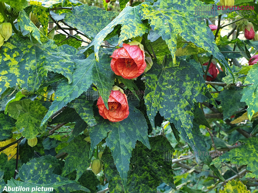Farolito japonés (gal. abutilon)