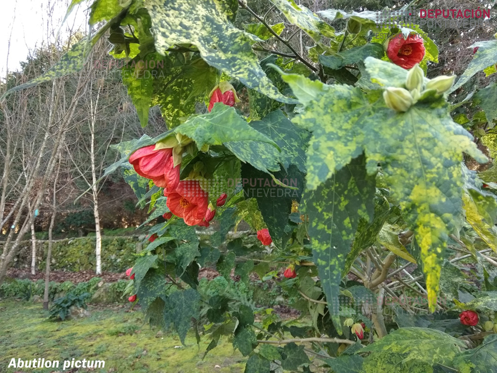 Farolito japonés (gal. abutilon)