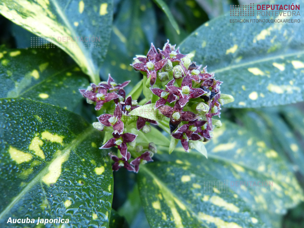 Aucuba