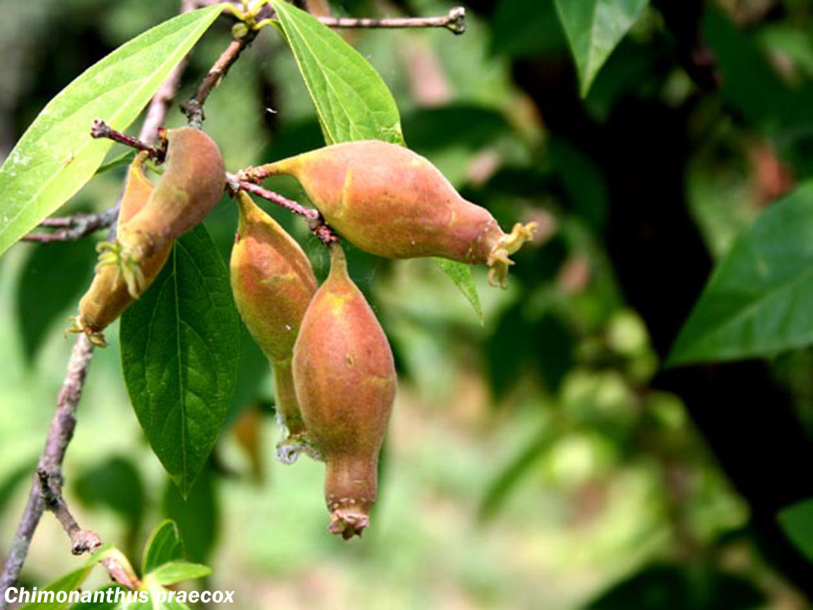 Calicanto de inverno