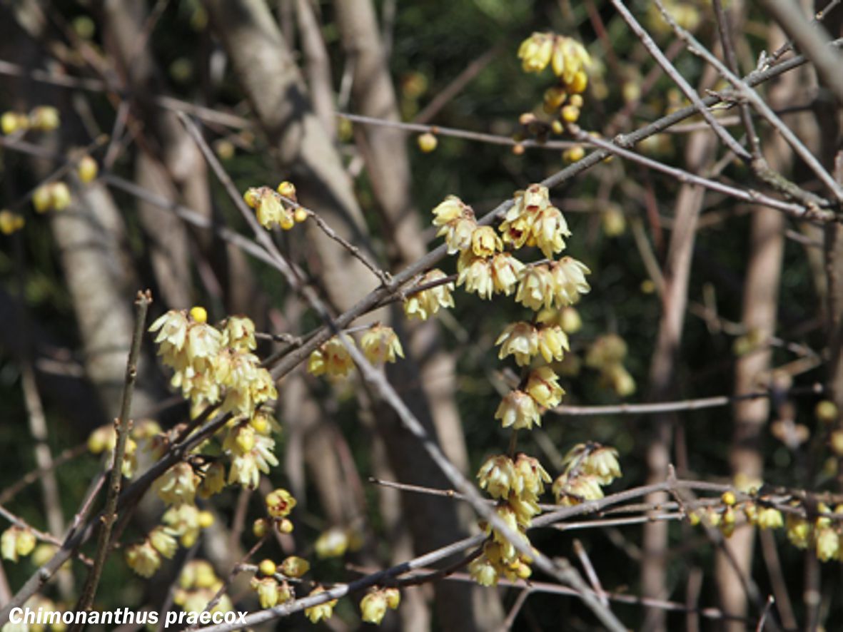 Calicanto de inverno