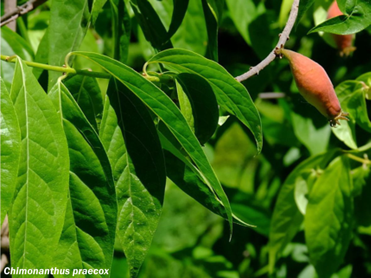 Calicanto de inverno