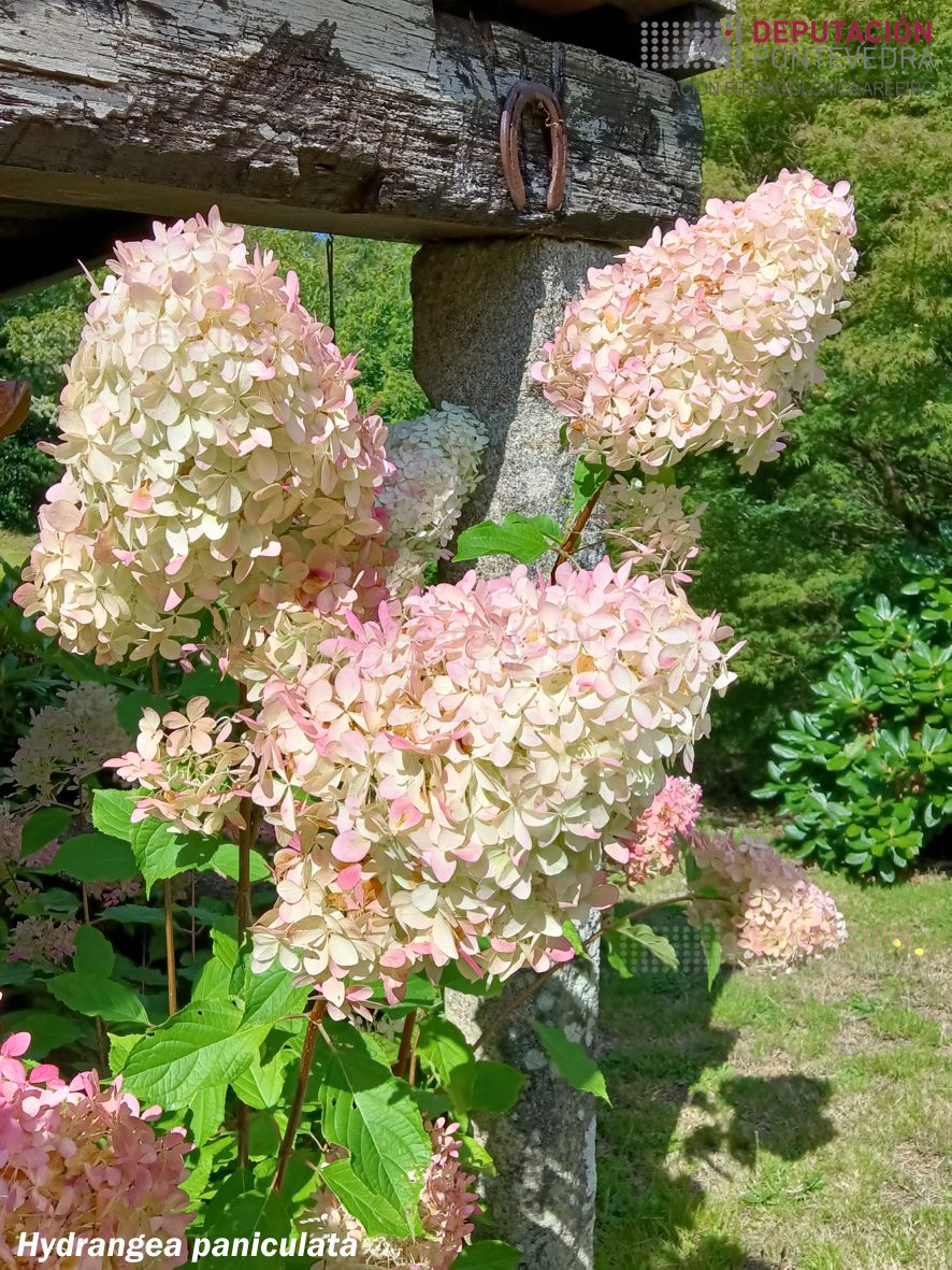 Hortensia paniculata