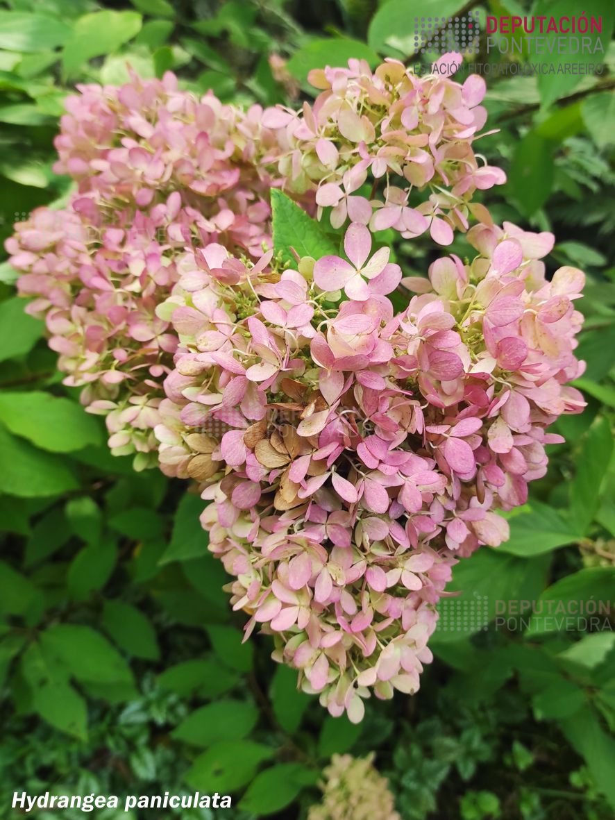 Hortensia paniculata