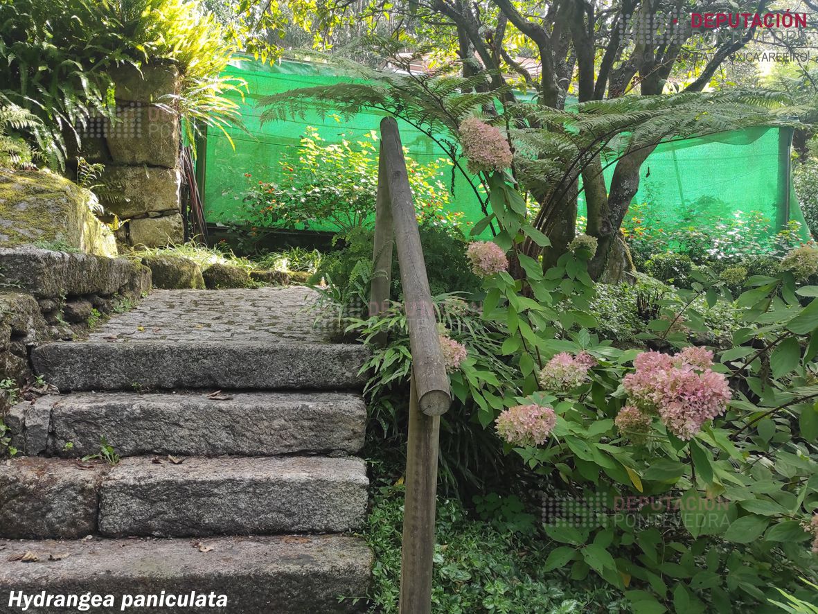 Hortensia paniculata