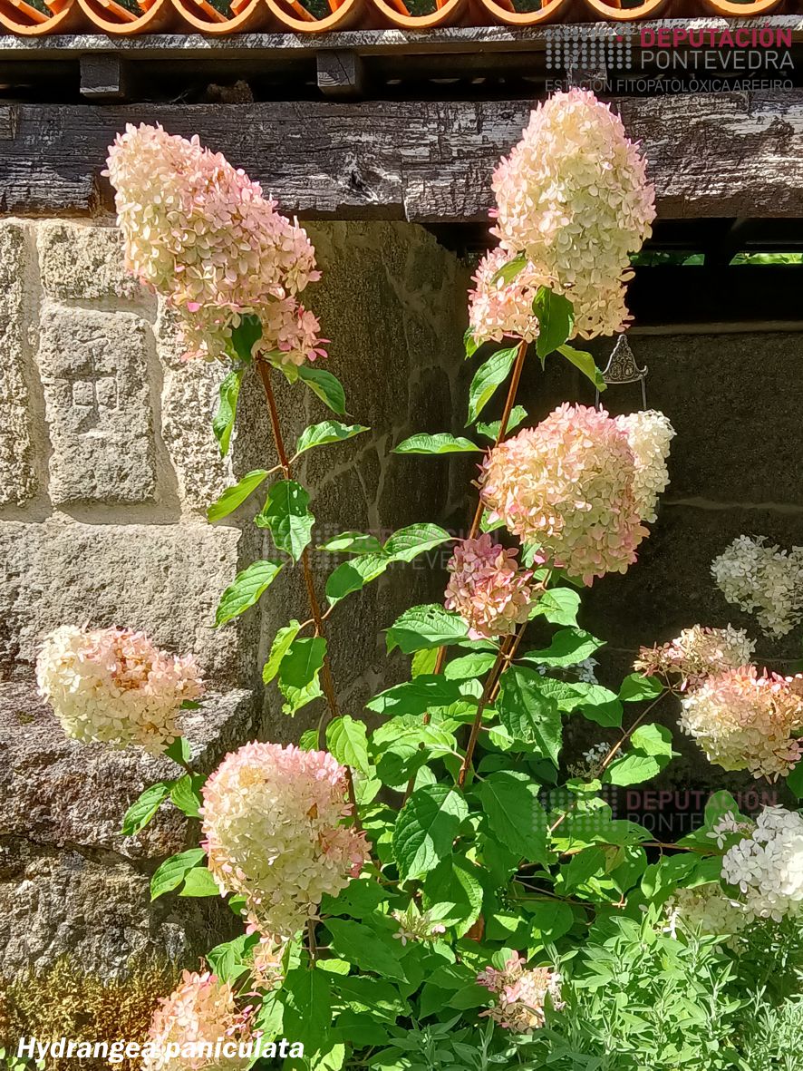 Hortensia paniculata