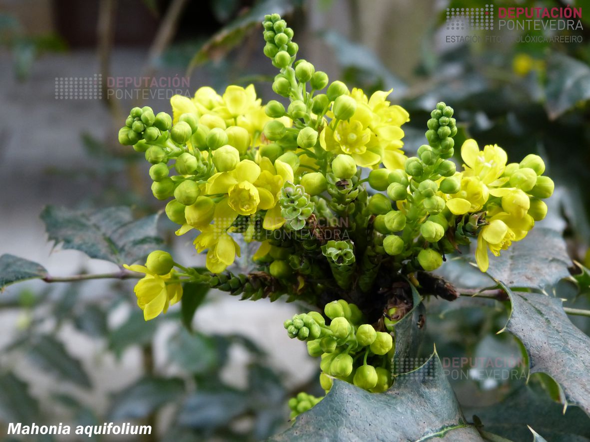 Mahonia