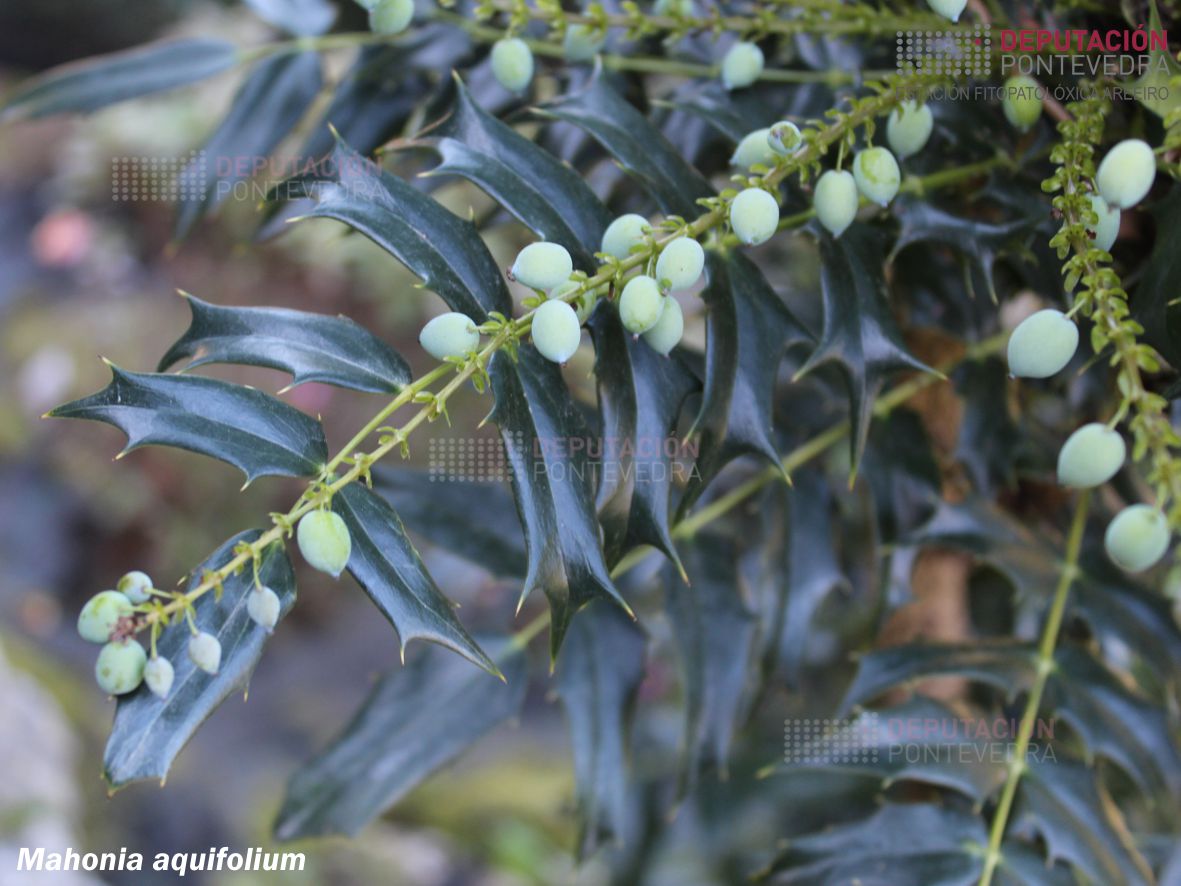 Mahonia