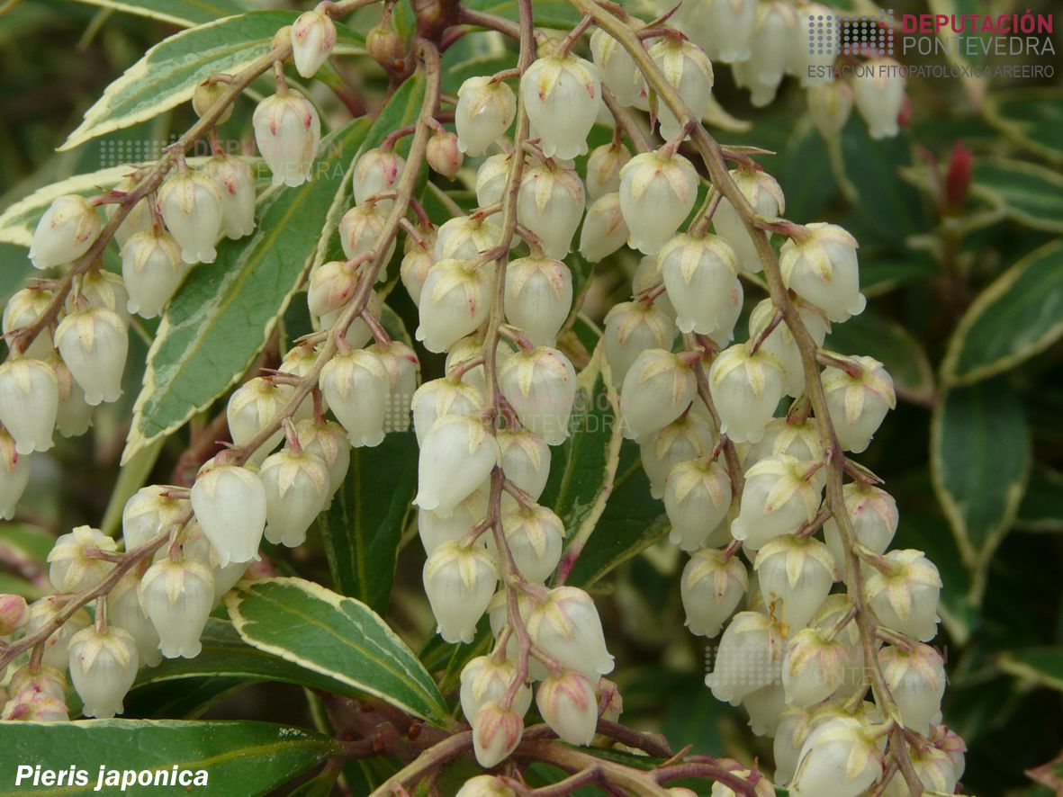 Pieris