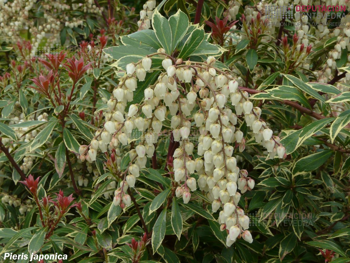 Pieris