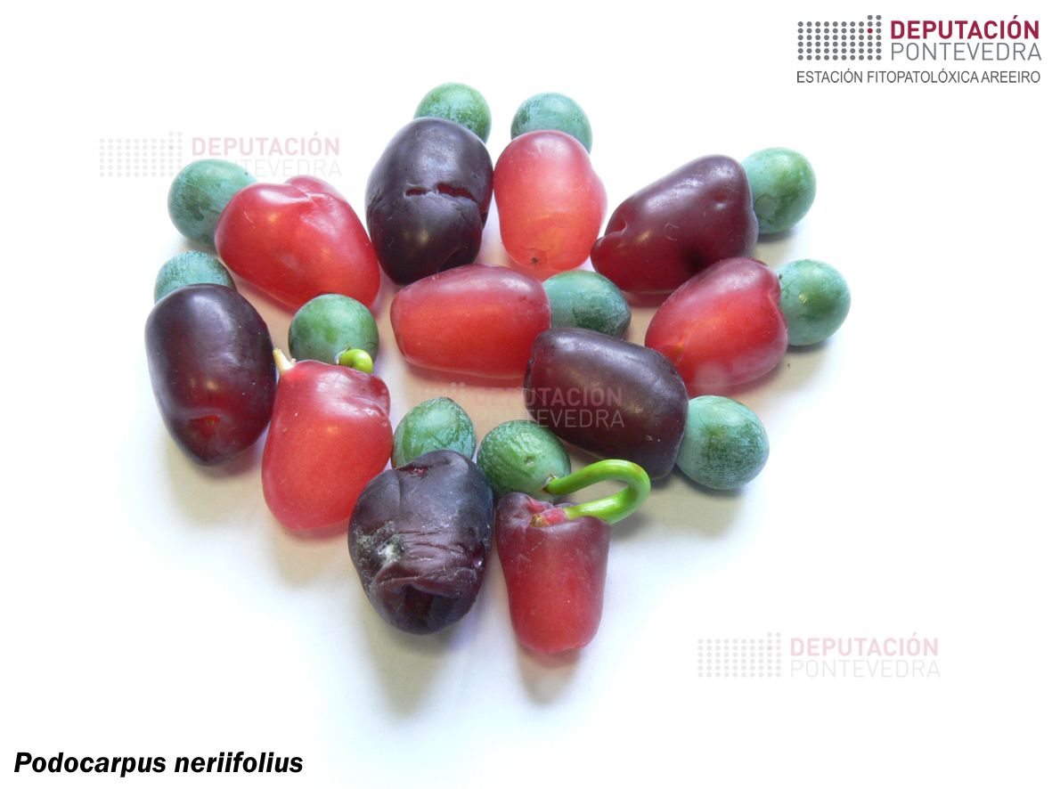 Podocarpo de follas de adelfa