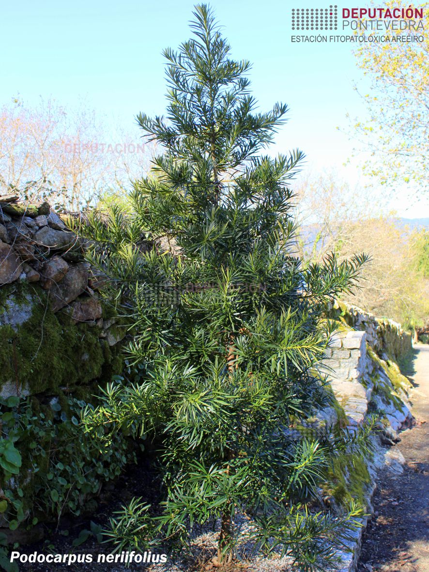 Podocarpo de follas de adelfa