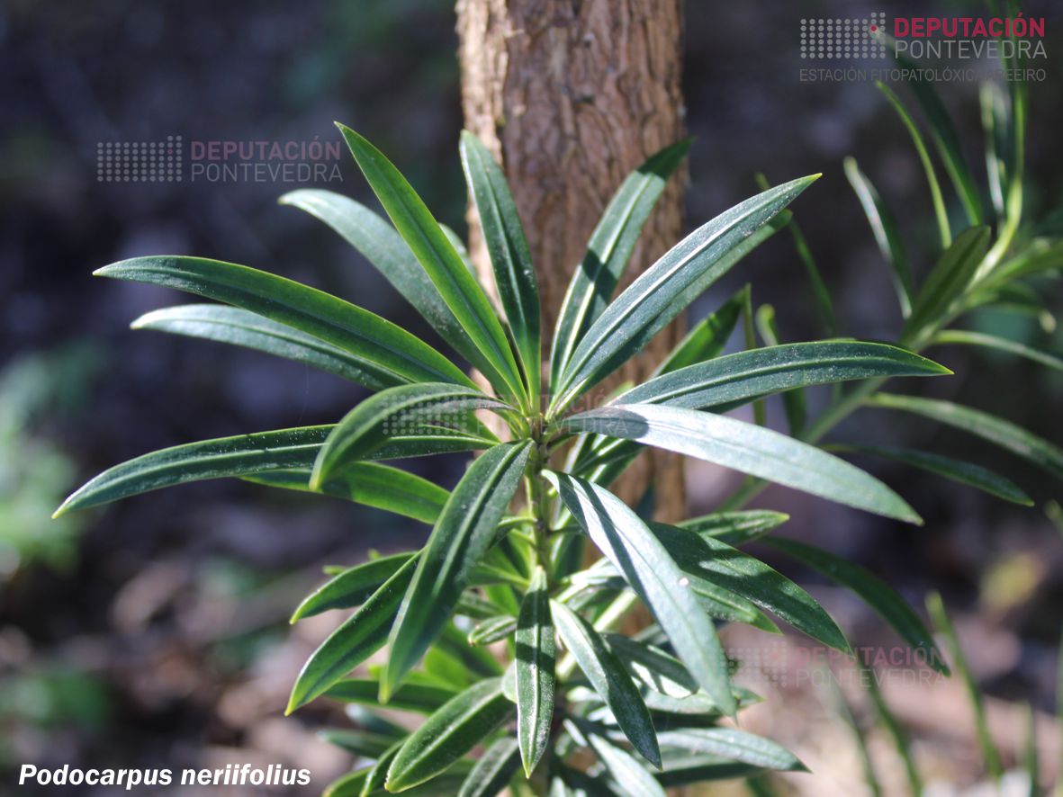 Podocarpo de follas de adelfa