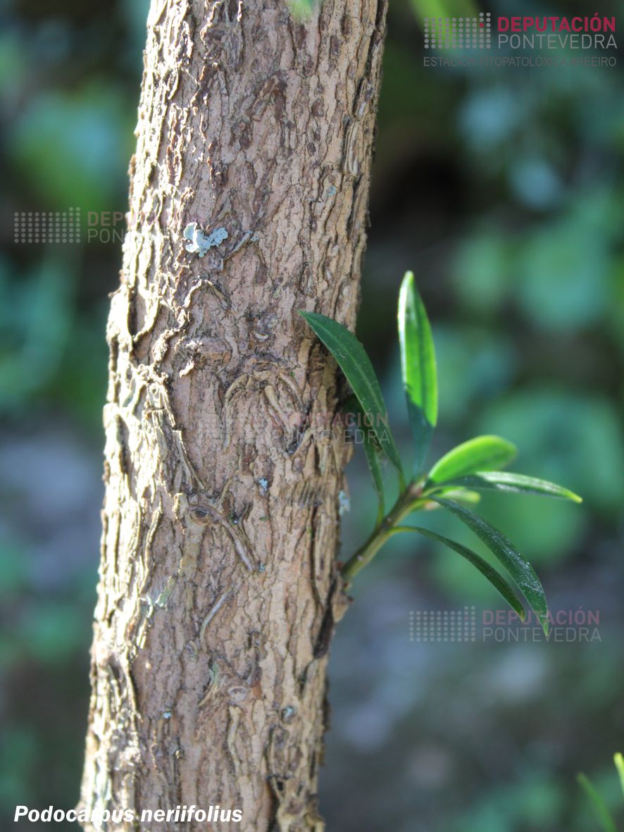 Podocarpo de follas de adelfa