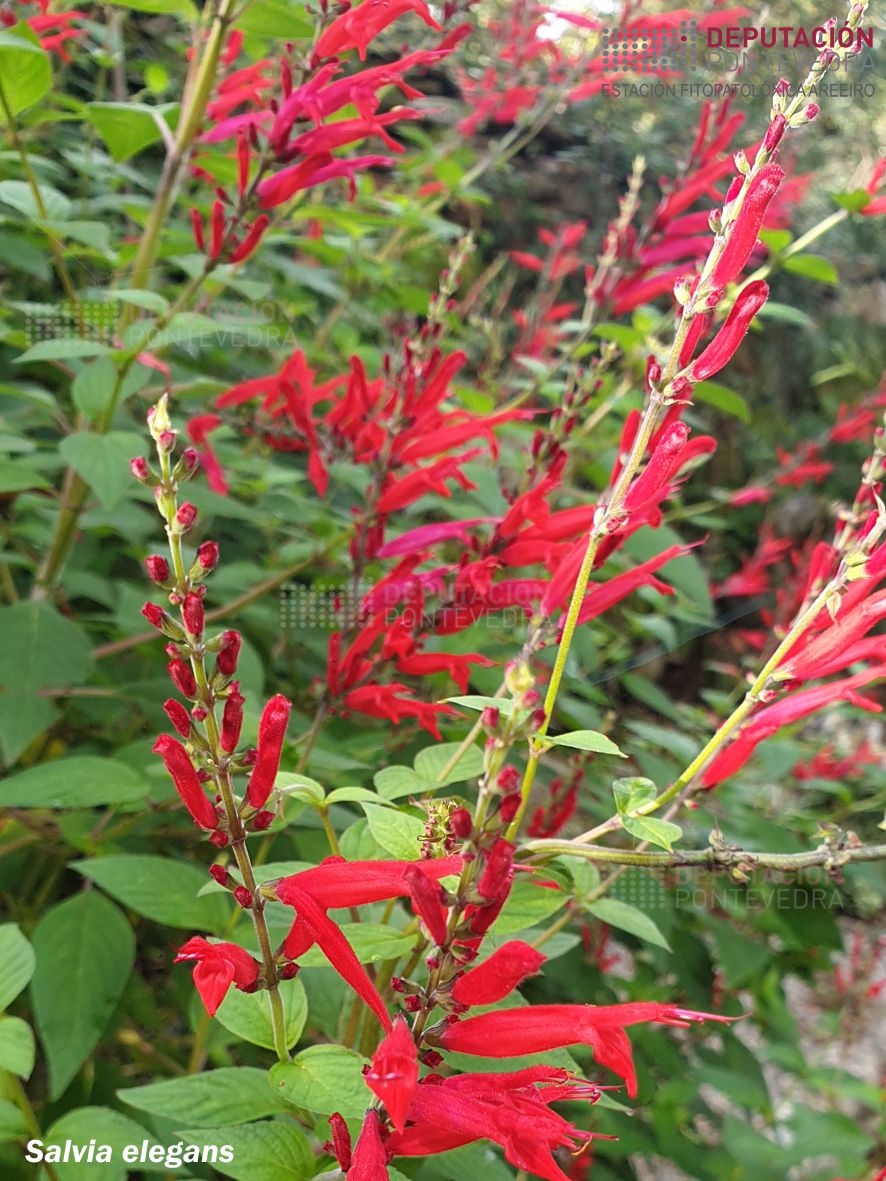 Salvia piña (cast. salvia piña)