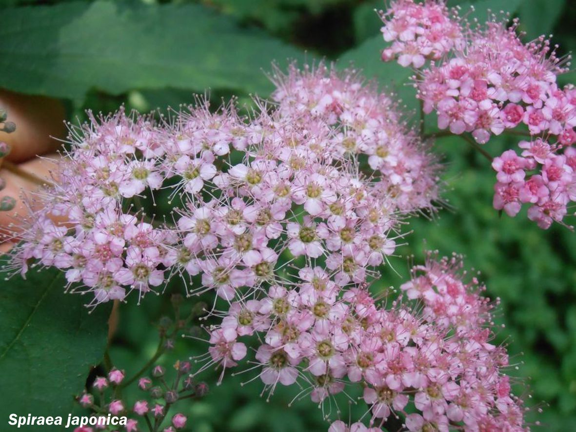 Espirea do Xapón (cast. espirea del Japón)
