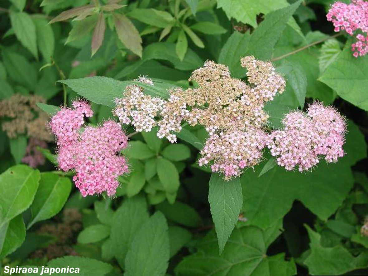 Espirea do Xapón (cast. espirea del Japón)