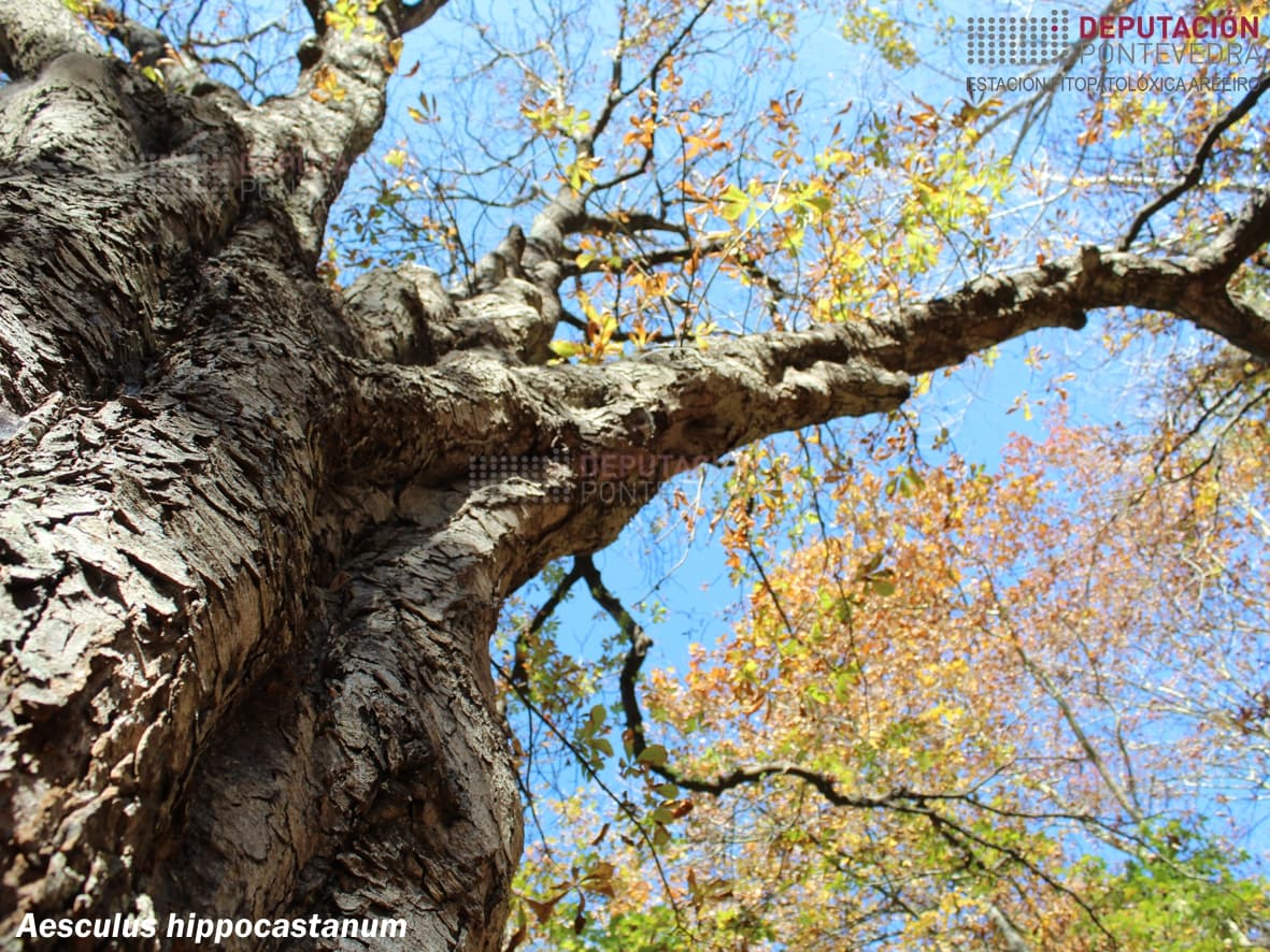 Castiñeiro de Indias