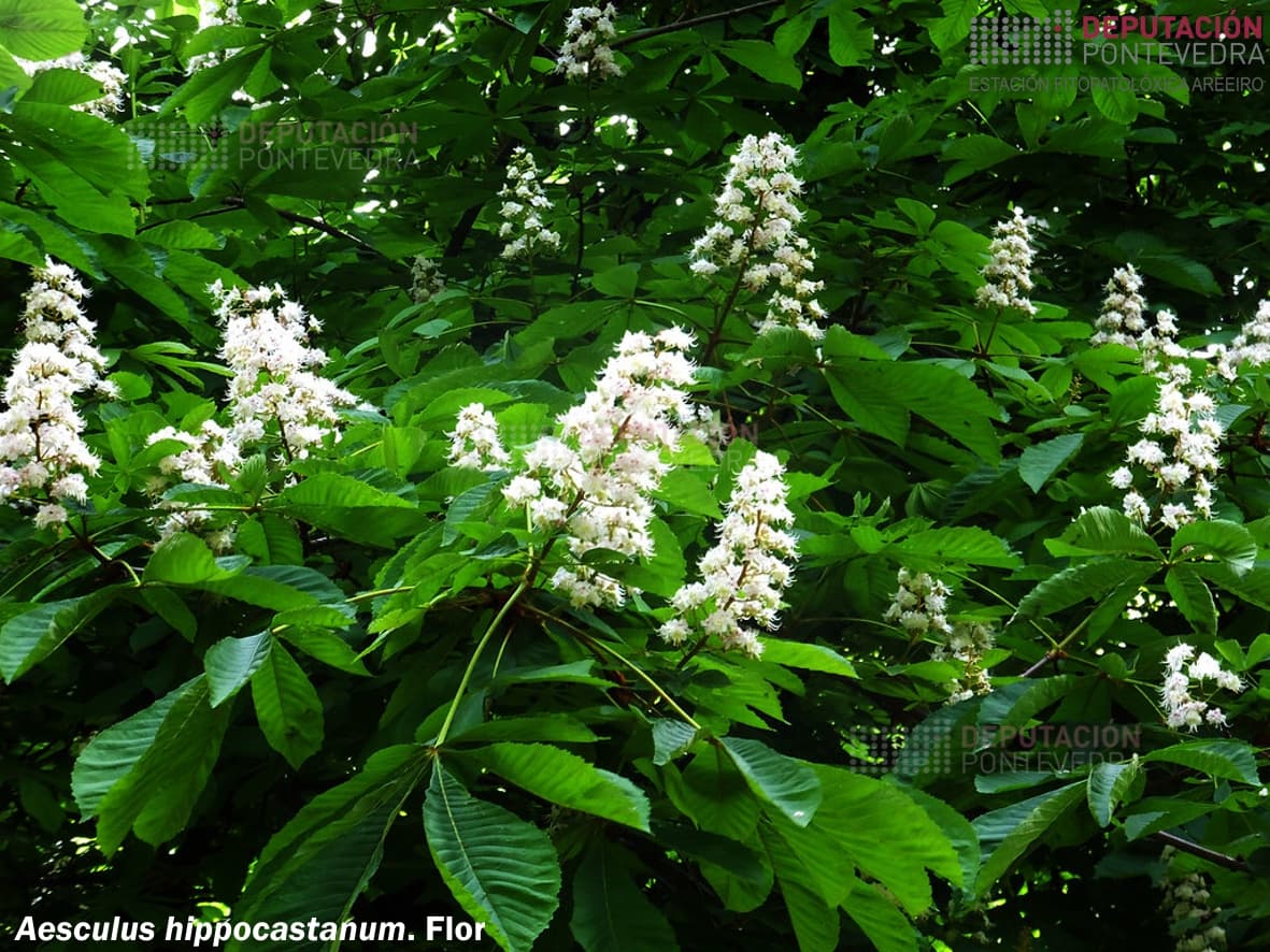 Castiñeiro de Indias