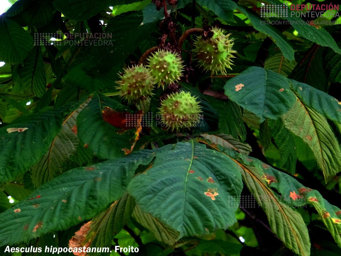 Castiñeiro de Indias