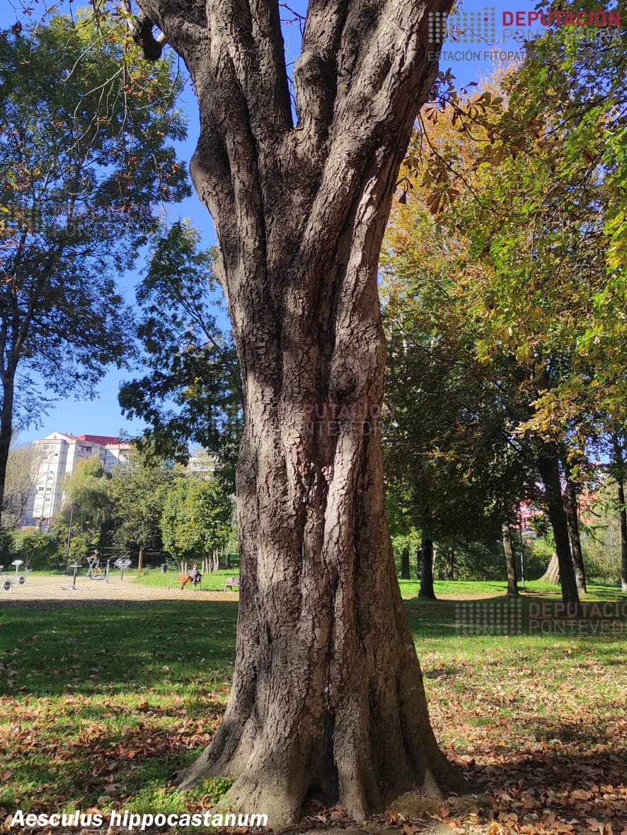 Castiñeiro de Indias