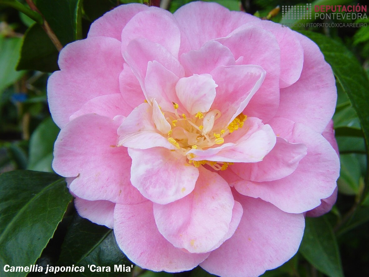 Camelia xapónica 'Cara Mia'
