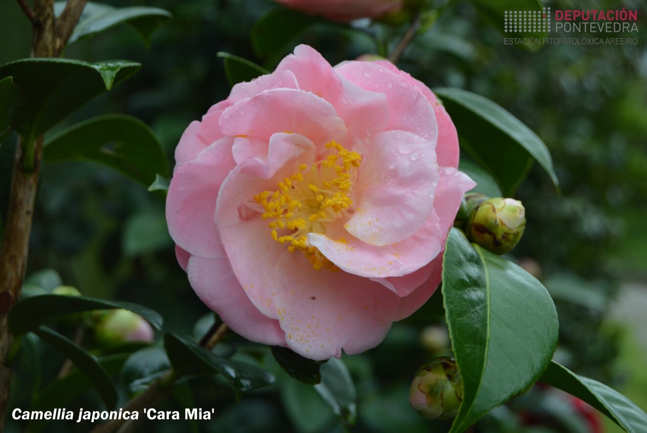 Camelia xapónica 'Cara Mia'