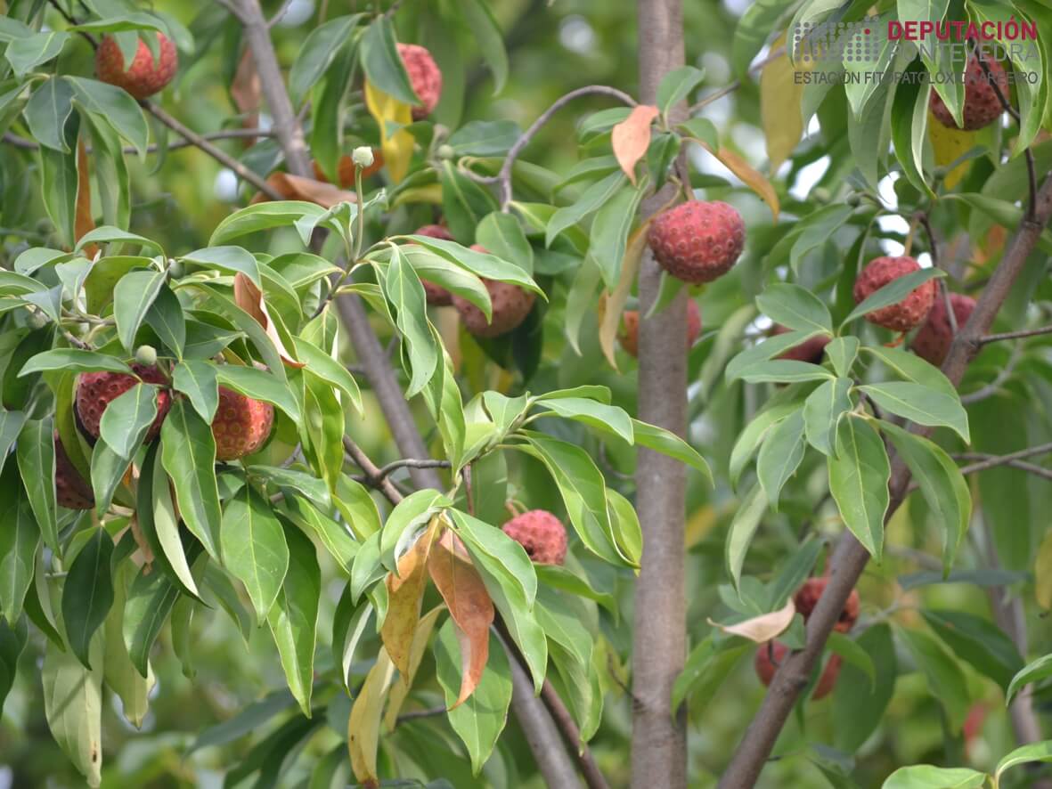 Árbore dos amorodos