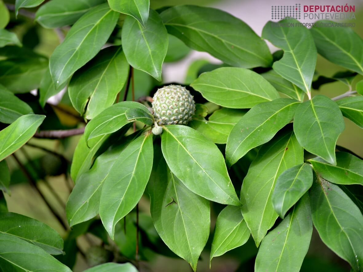 Árbore dos amorodos