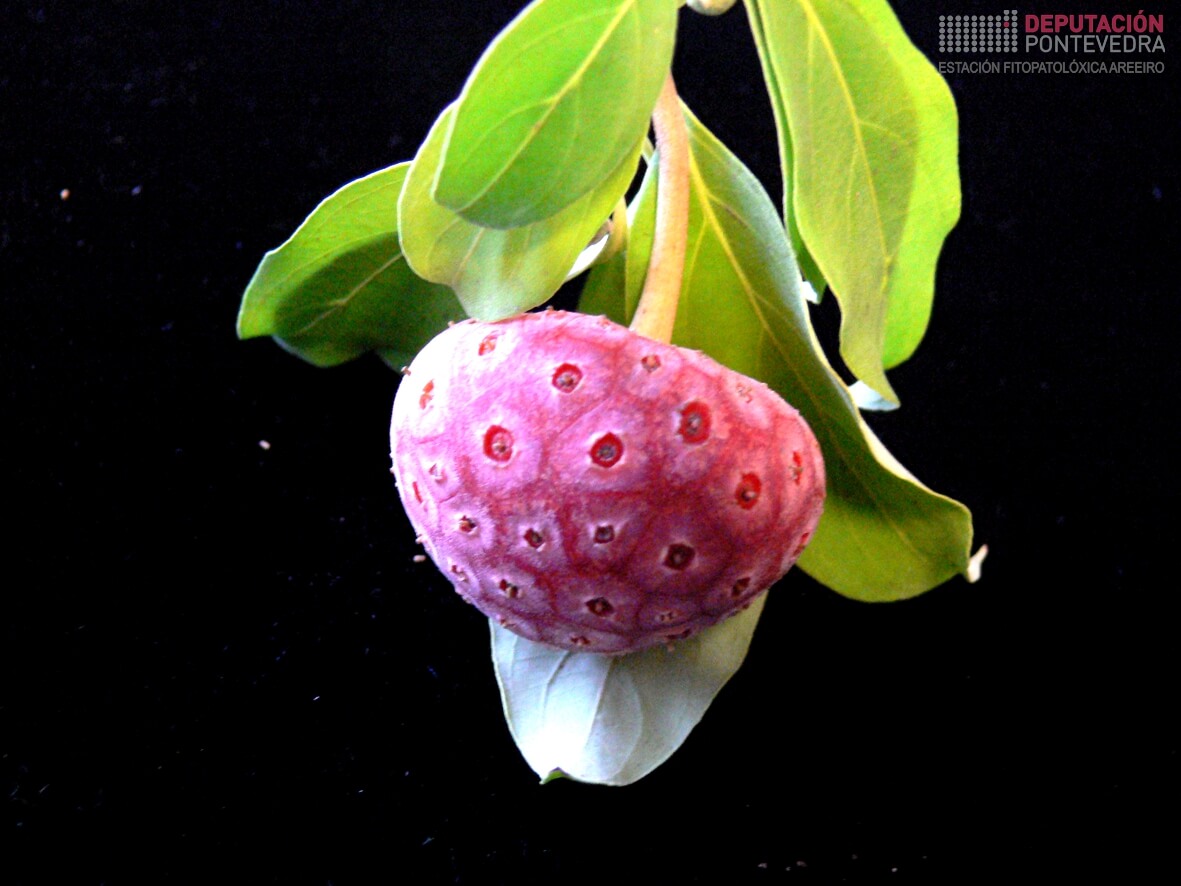 Árbore dos amorodos