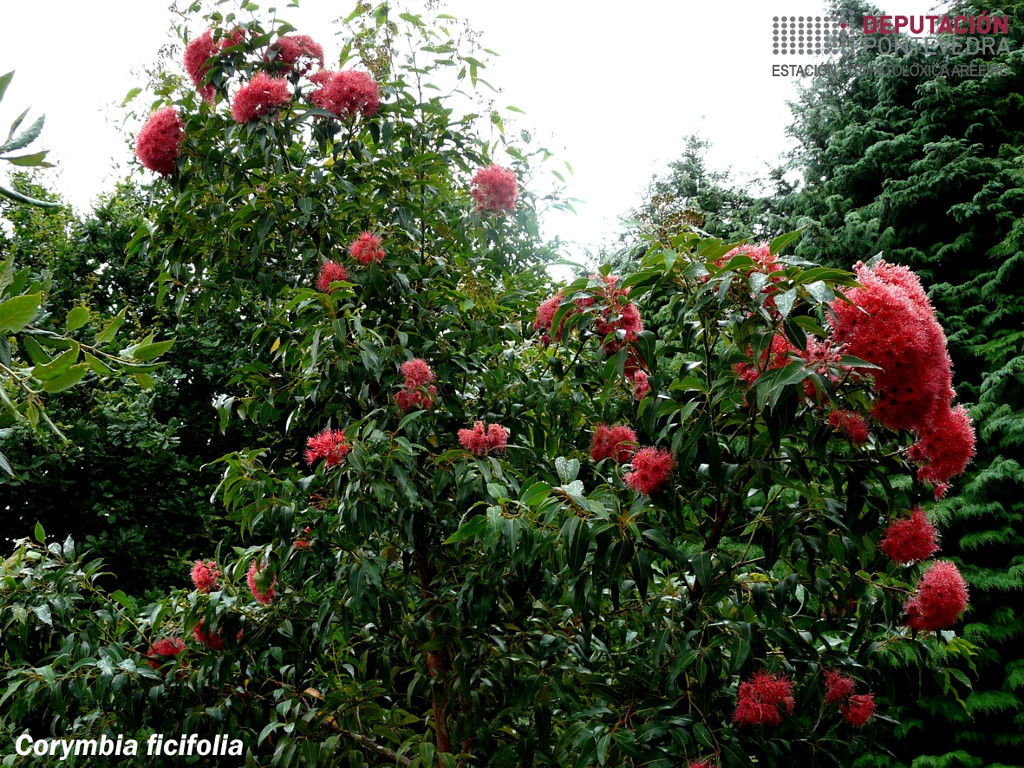 Eucalipto de flor vermella