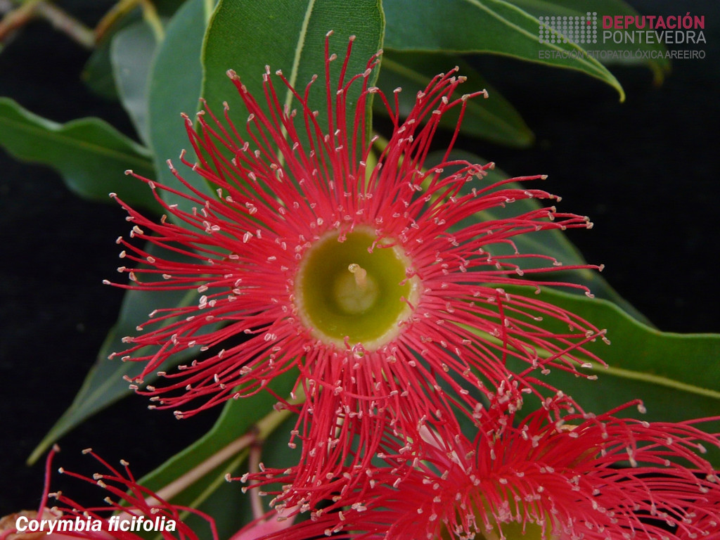Eucalipto de flor vermella