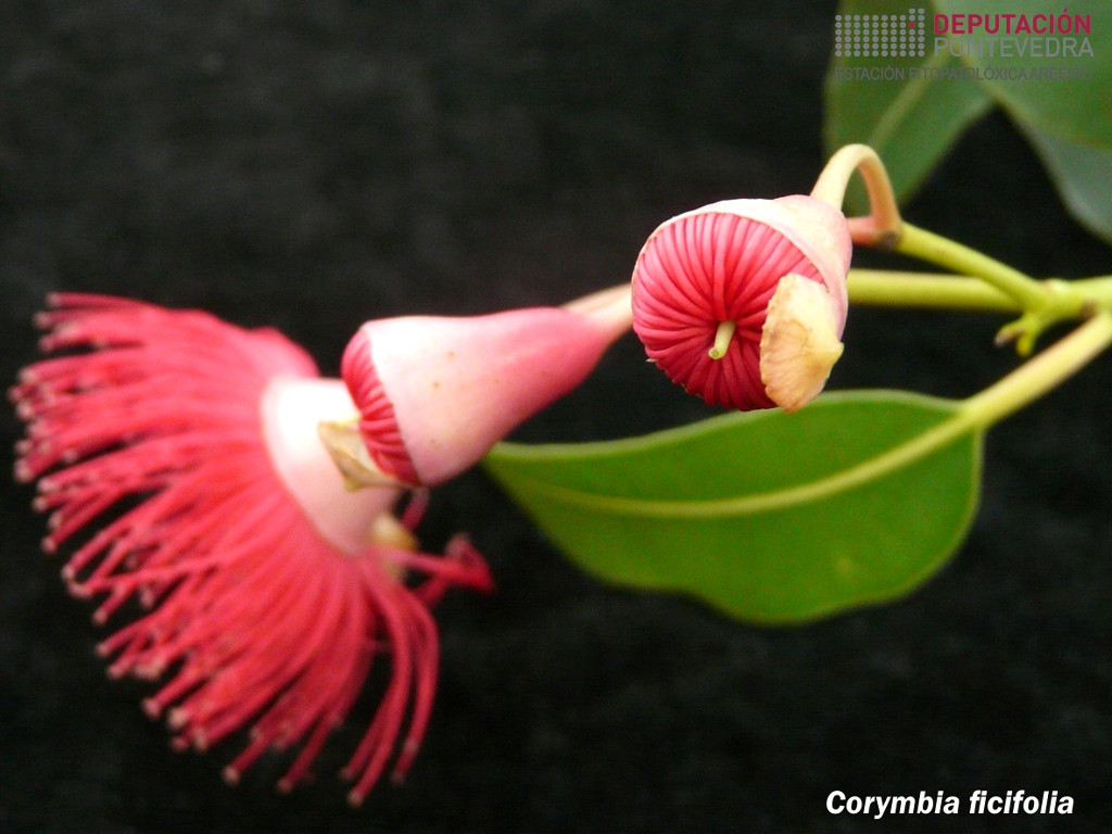 Eucalipto de flor vermella