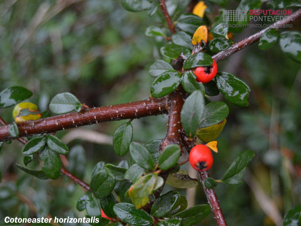 Cotoneaster horizontal