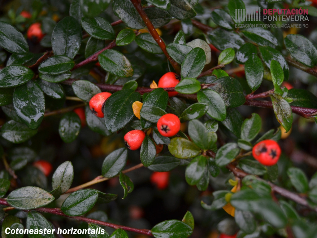 Cotoneaster horizontal