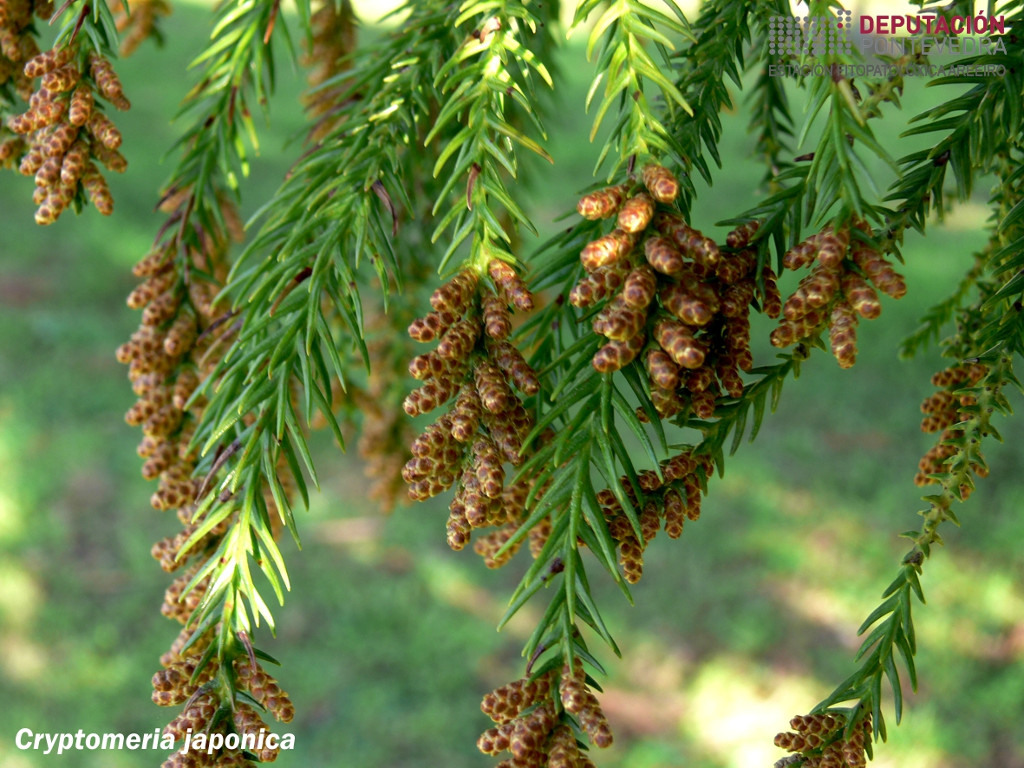 Criptomeria